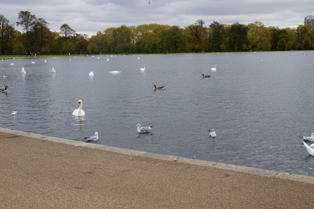 Kensington Gardens, Round Pond, London